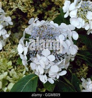 Hydrangea macrophylla - `Libelle' (Lacecap)   TRS065339 Stock Photo